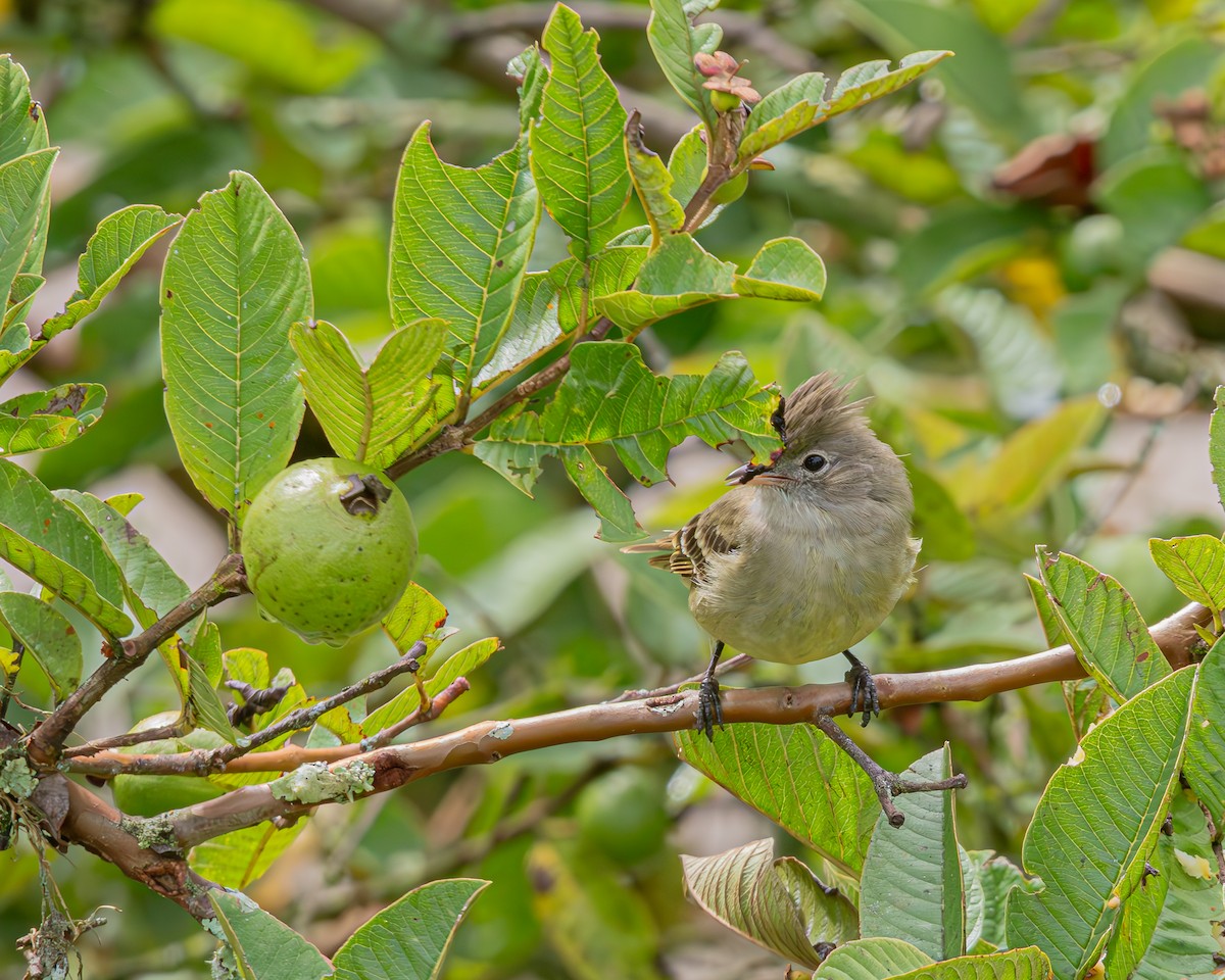 Желтобрюхая эления - ML647100714