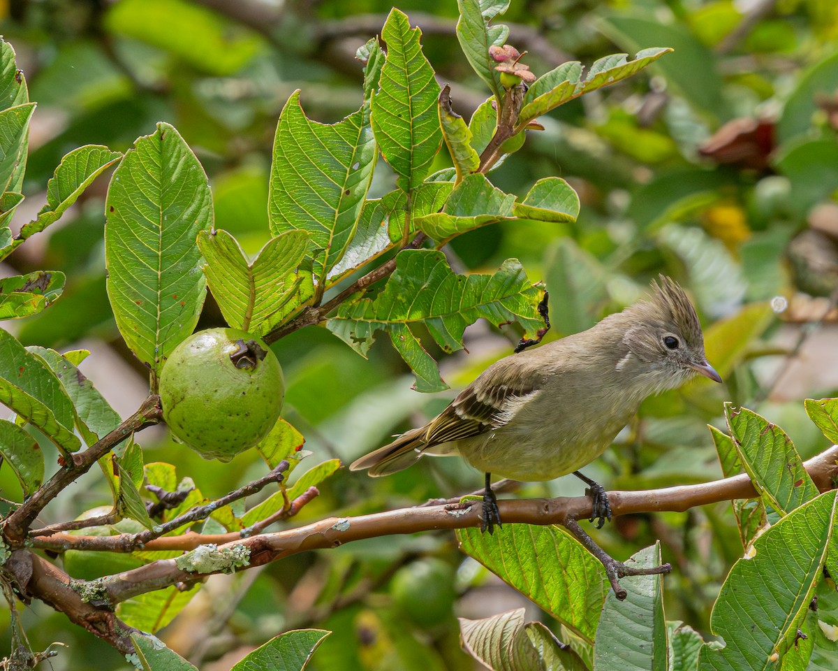 Желтобрюхая эления - ML647100715