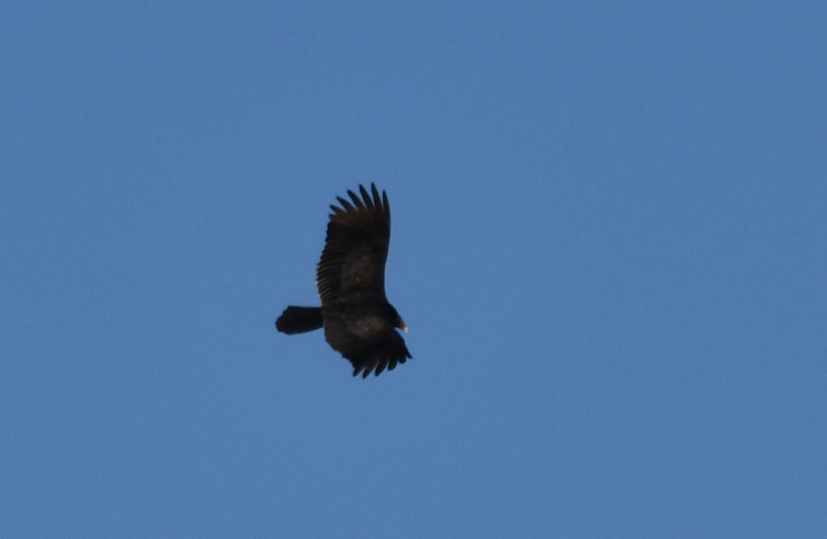 Turkey Vulture - ML647100716