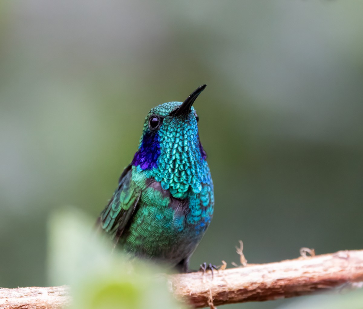 ヒメミドリハチドリ - ML647100721