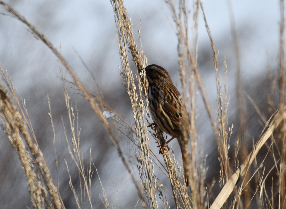 Song Sparrow - ML647100722