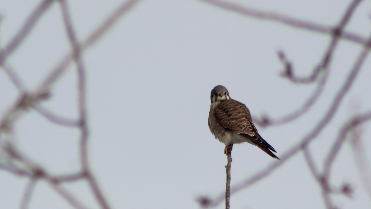 Buntfalke - ML647100725