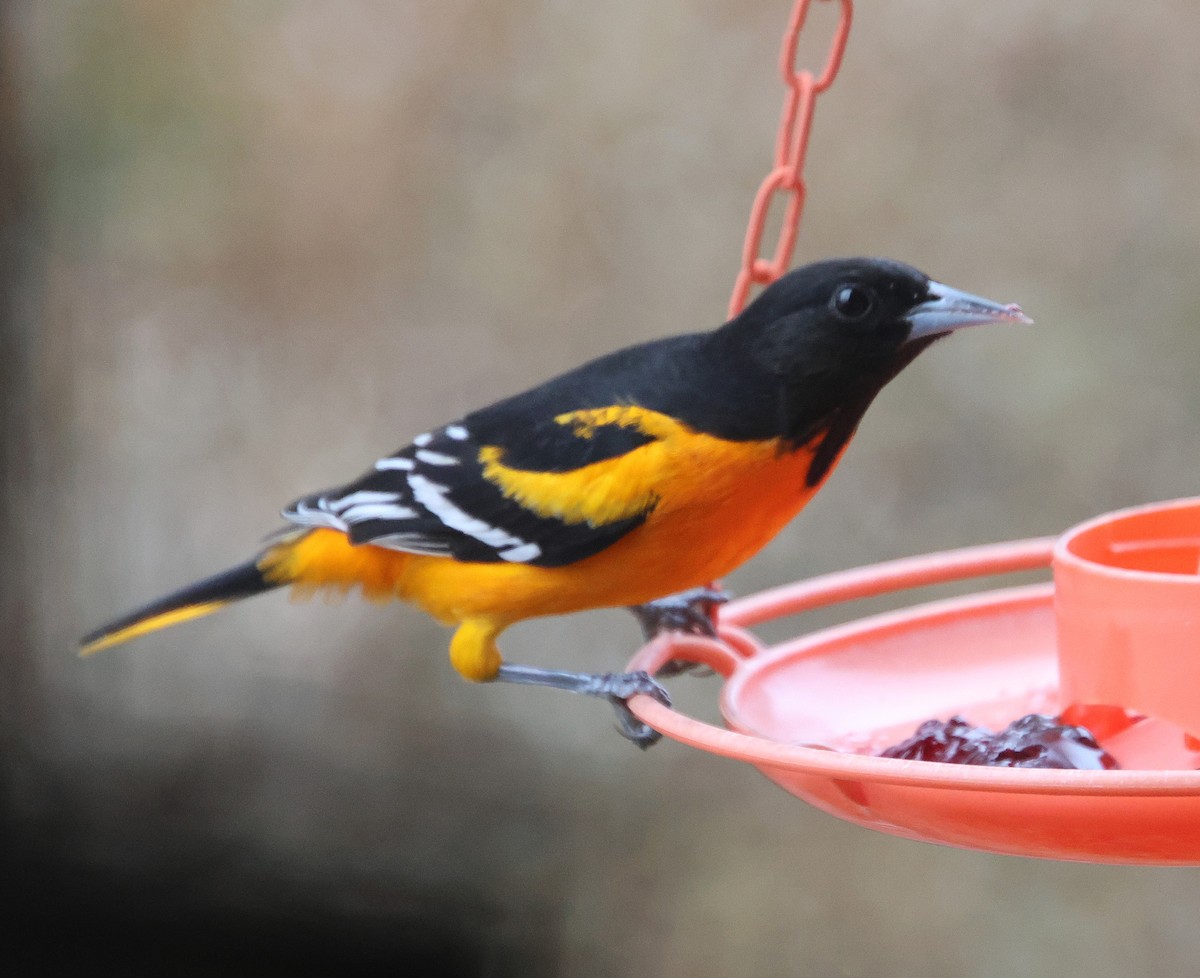 Baltimoretrupial - ML647100726