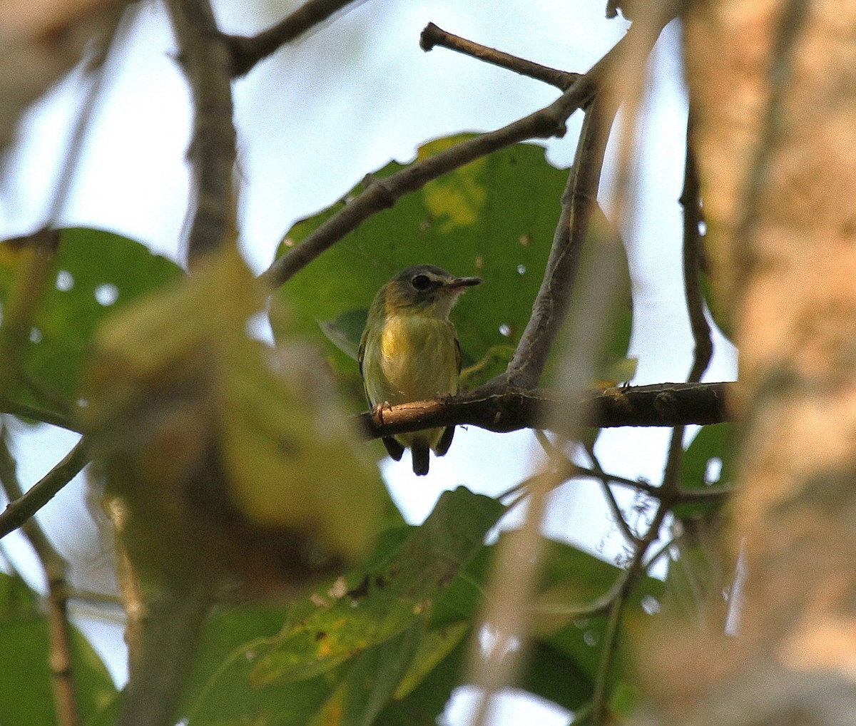Short-tailed Pygmy-Tyrant - ML647100729