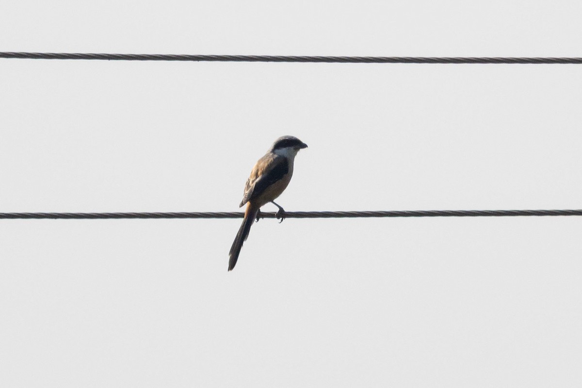 Antzandobi isats-luzea - ML647100731