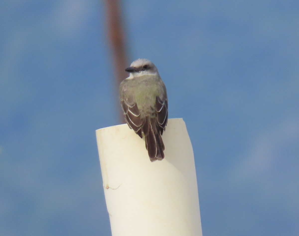 Tropical Kingbird - ML647100734