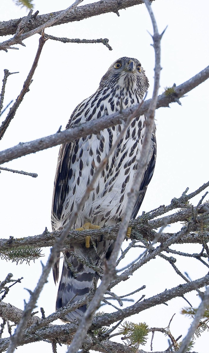 American Goshawk - ML647100736