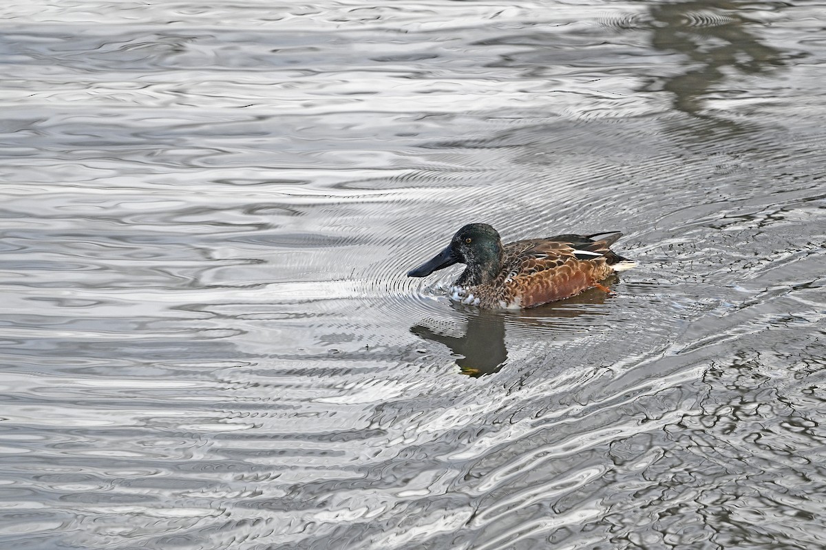 Mestolone - ML647100737