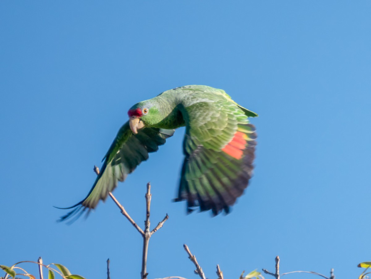 Amazona Guayabera - ML647100738