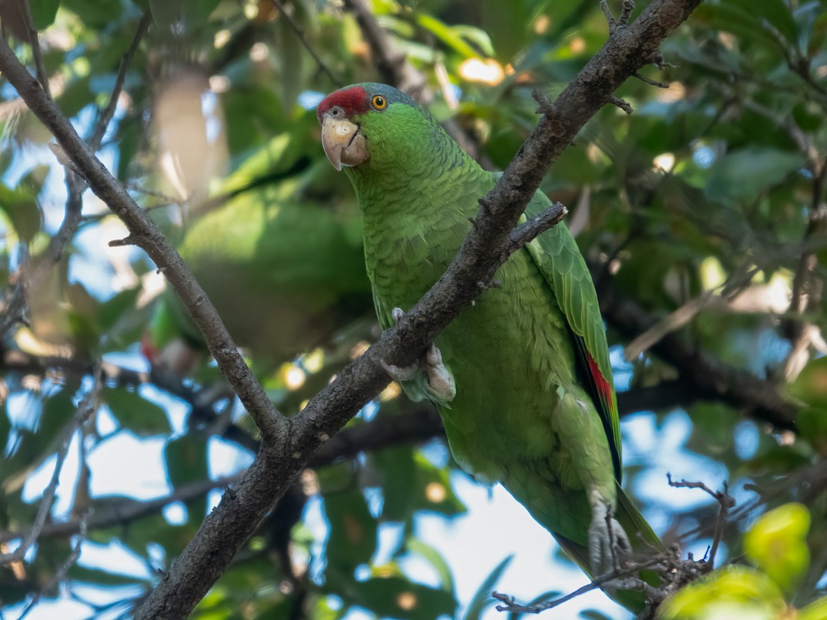 Amazona Guayabera - ML647100739