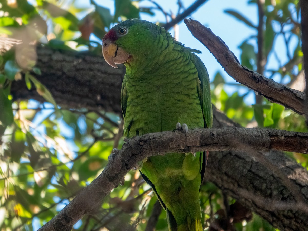 Amazona Guayabera - ML647100741