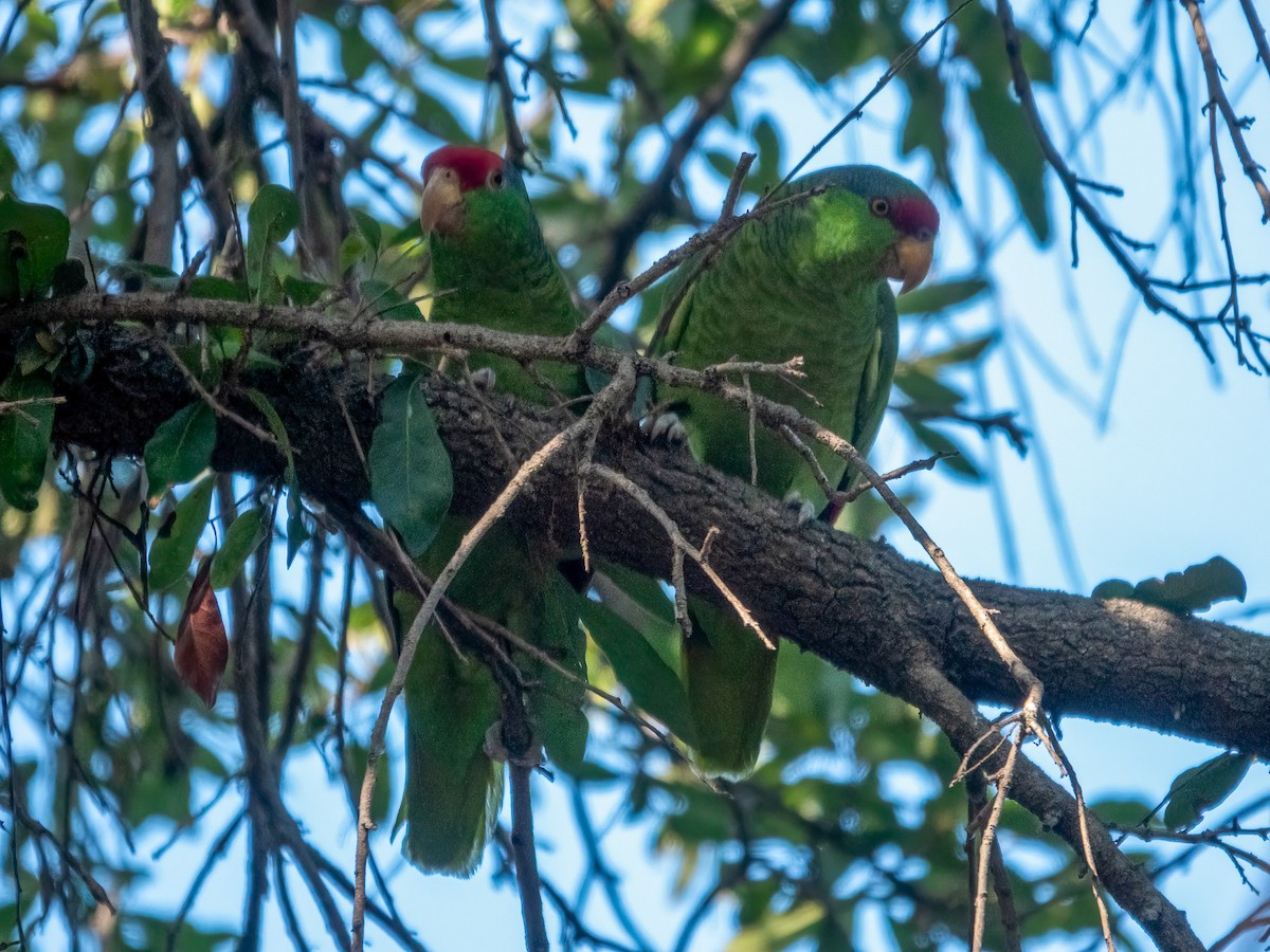Amazona Guayabera - ML647100742