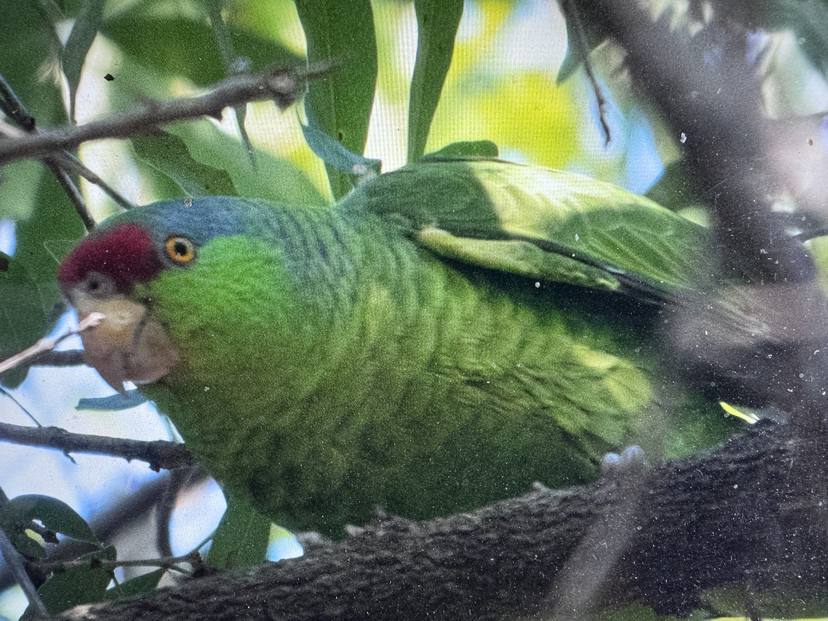 Amazona Guayabera - ML647100743