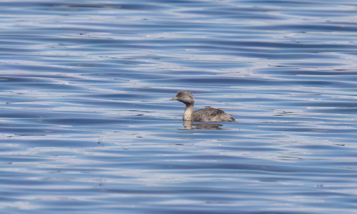 Grèbe argenté - ML647100745