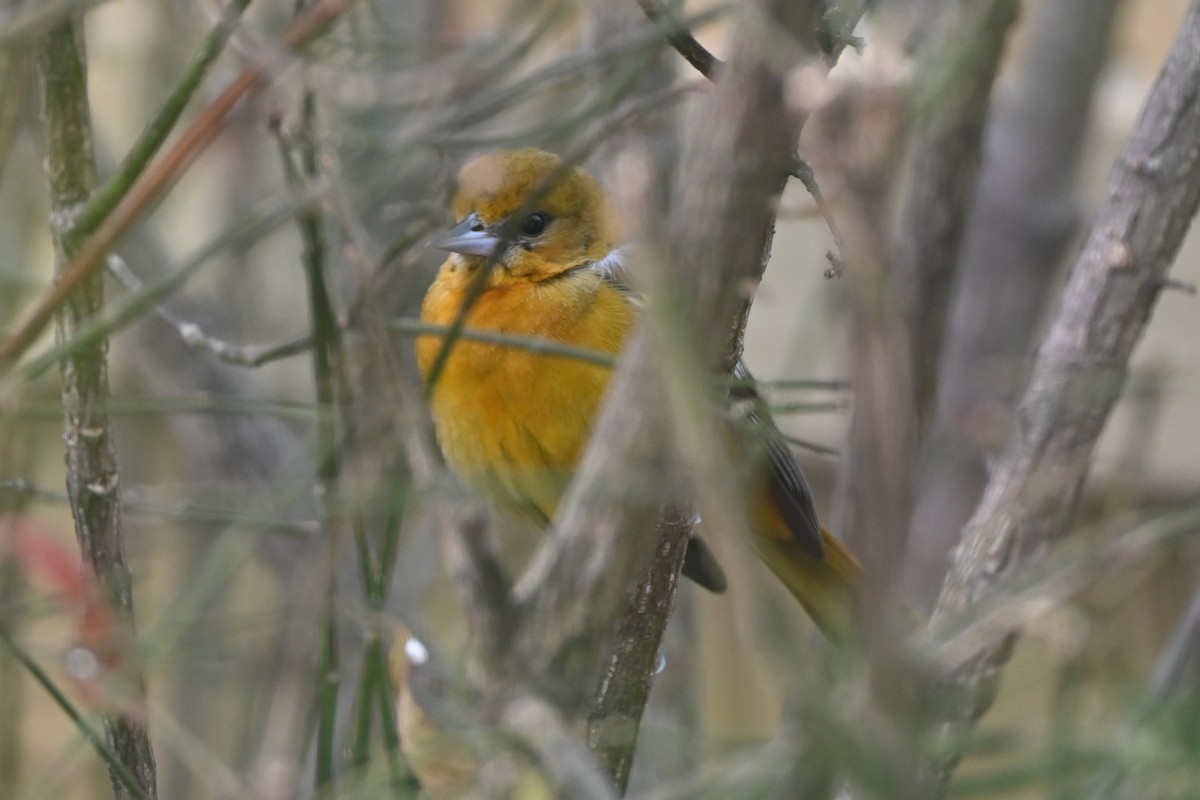 Baltimore Oriole - ML647100746