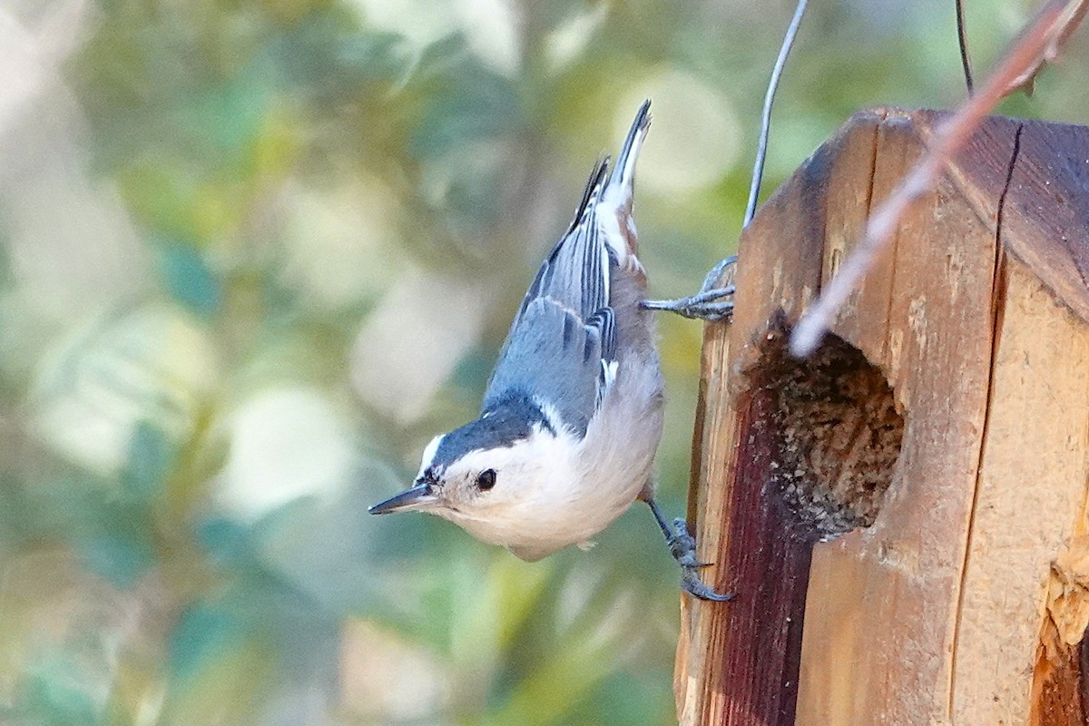 White-breasted Nuthatch - ML647100748