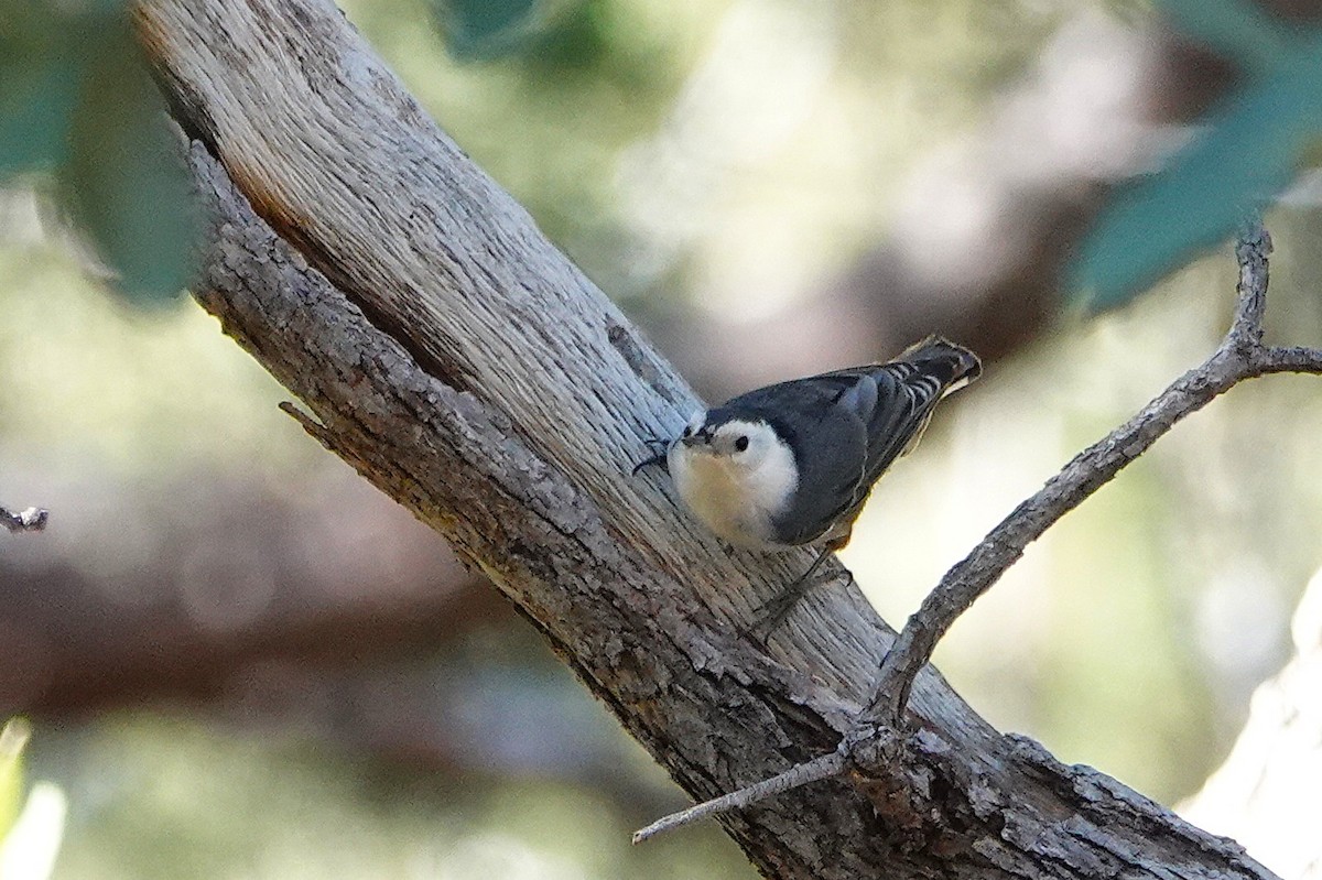 White-breasted Nuthatch - ML647100749