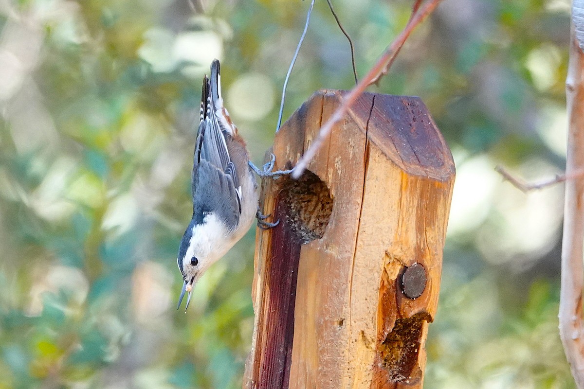 White-breasted Nuthatch - ML647100750