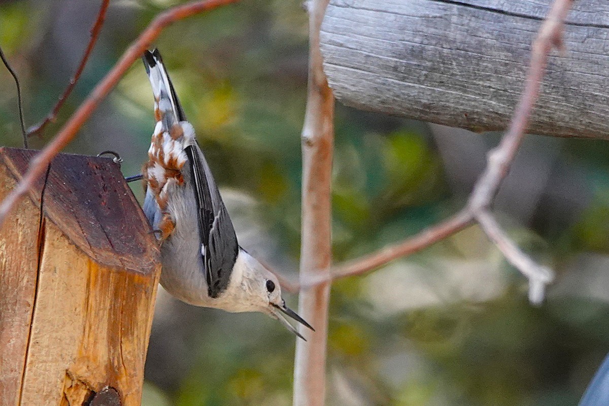 White-breasted Nuthatch - ML647100751