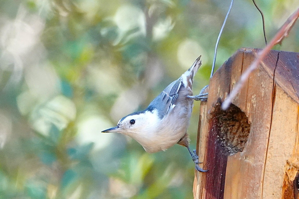 White-breasted Nuthatch - ML647100752