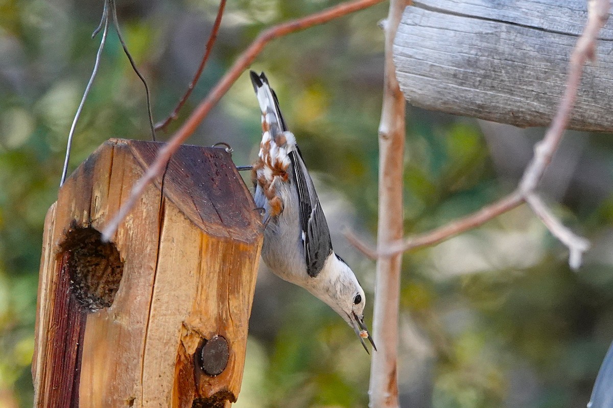 White-breasted Nuthatch - ML647100753