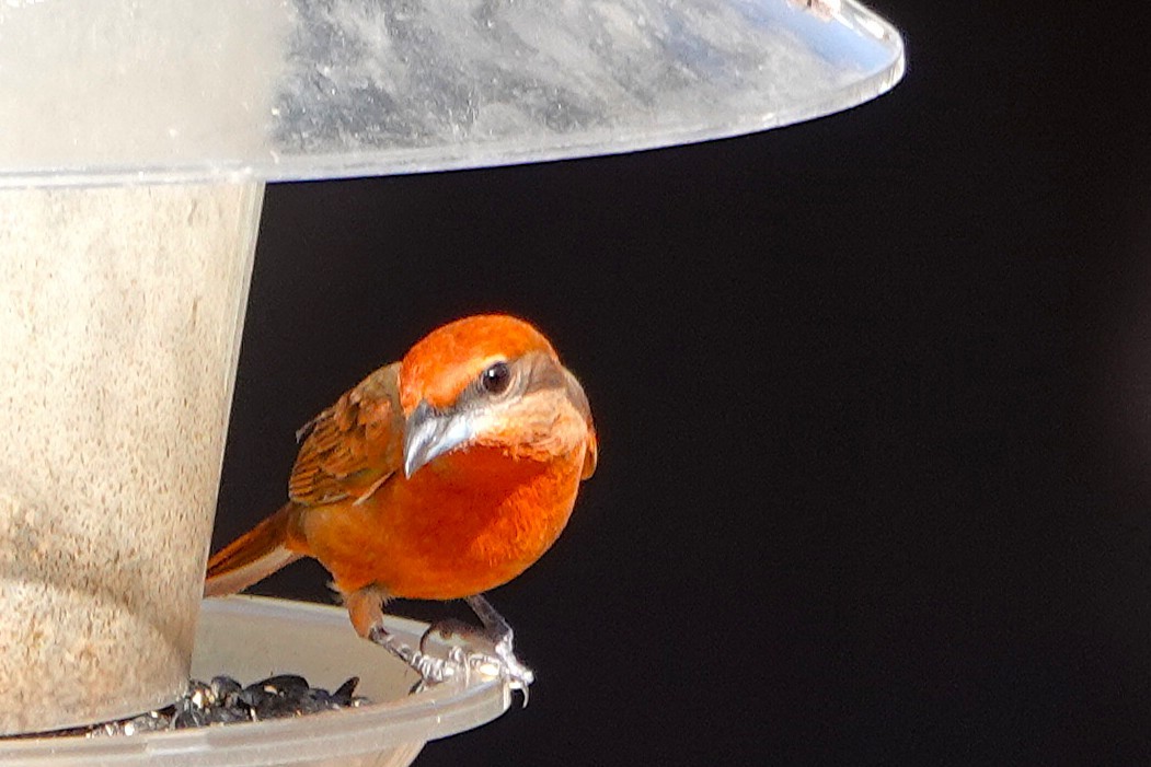 Піранга червона - ML647100763