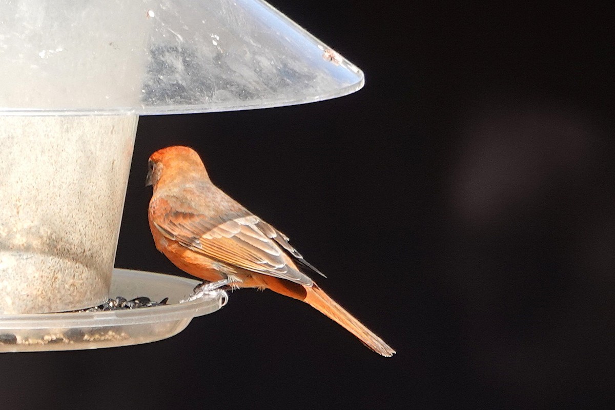 Піранга червона - ML647100764