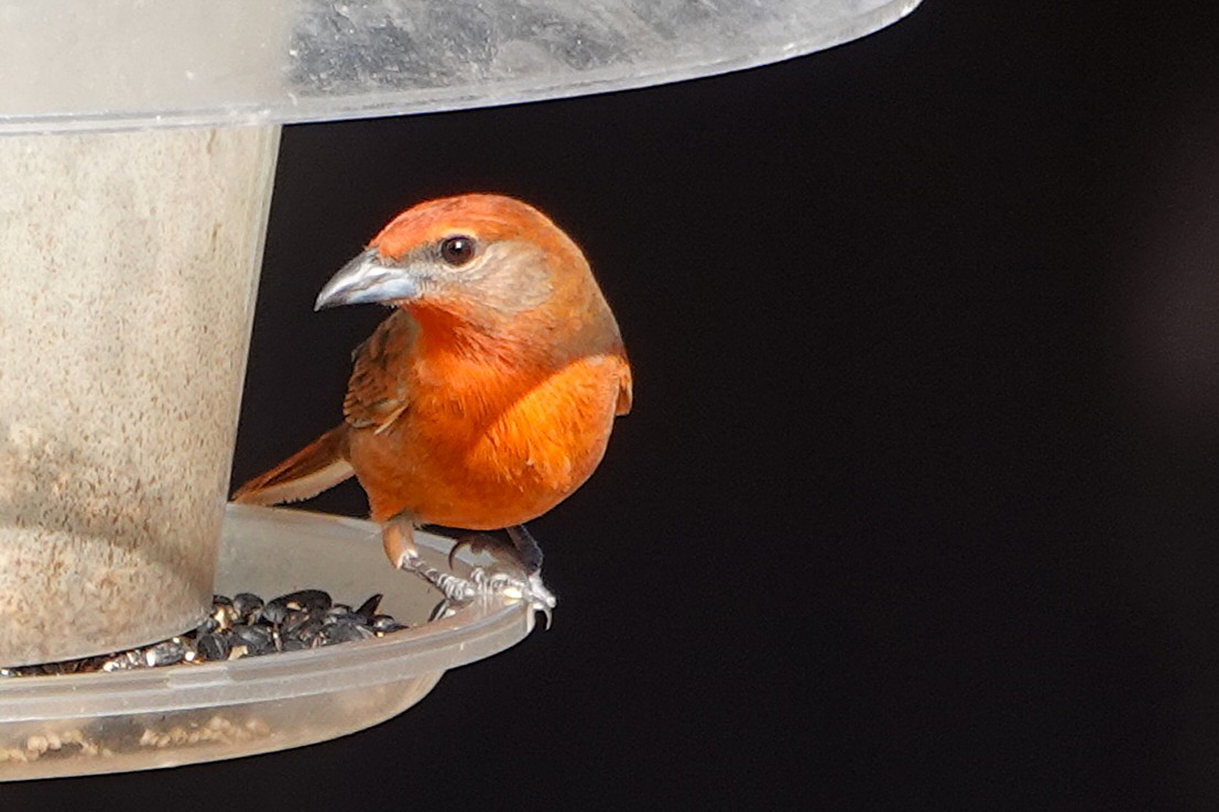 Піранга червона - ML647100765