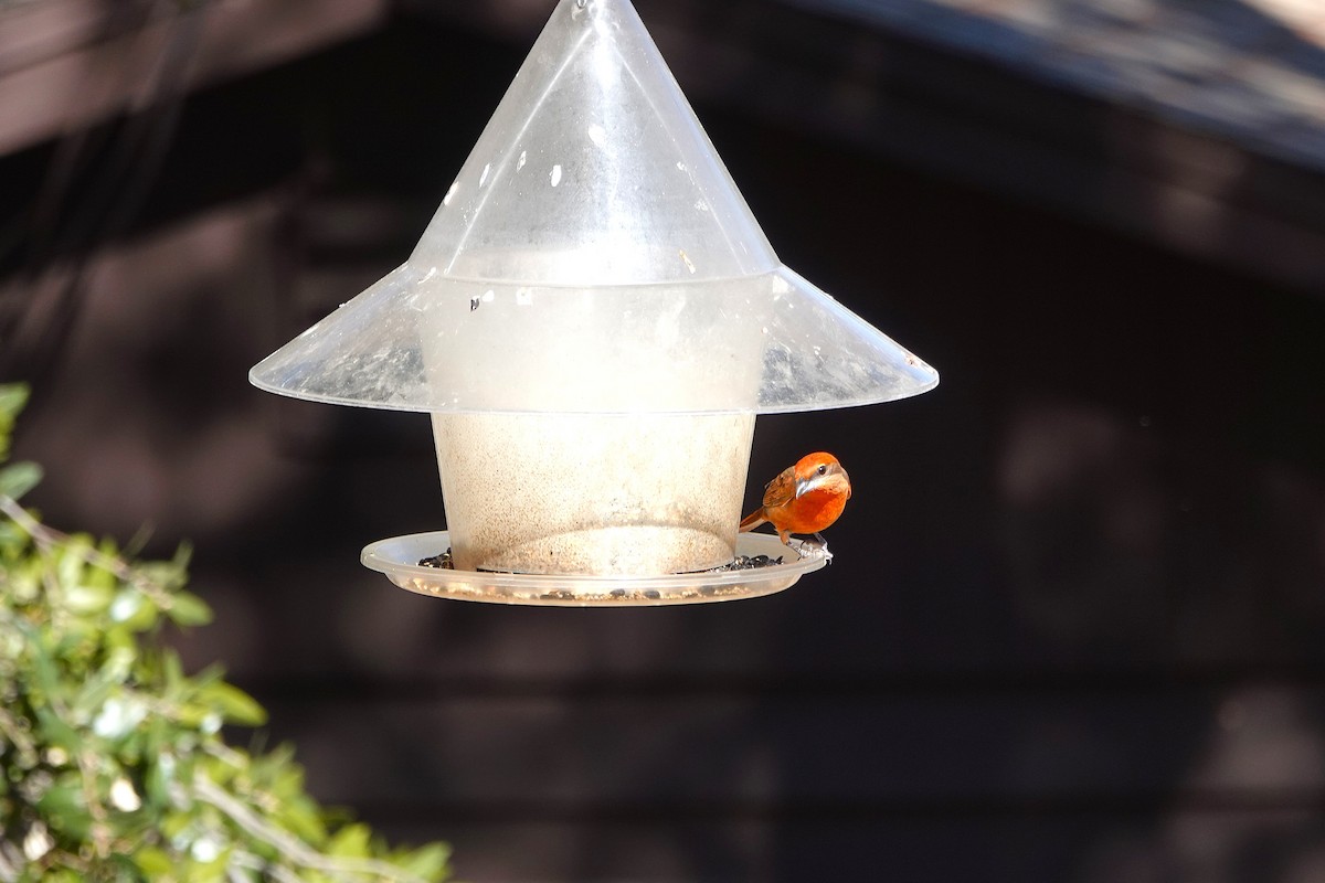 Піранга червона - ML647100766