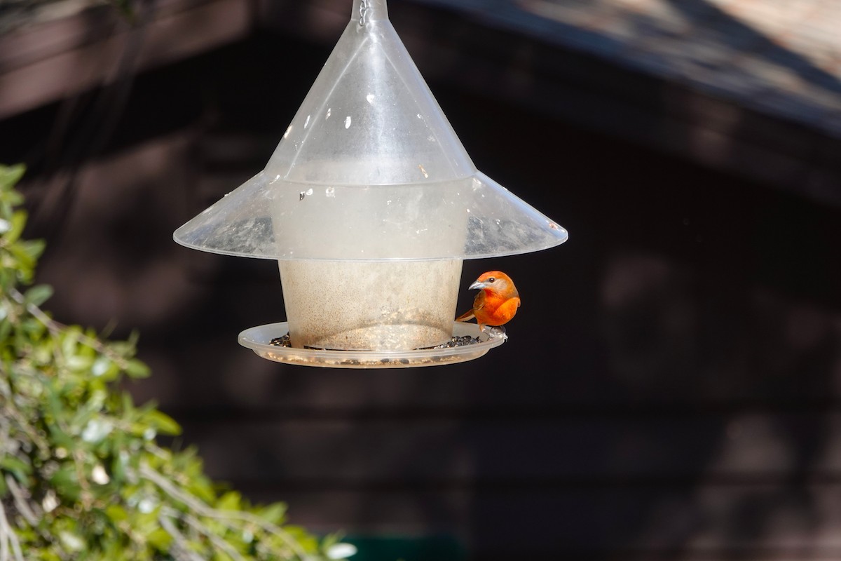 Піранга червона - ML647100767