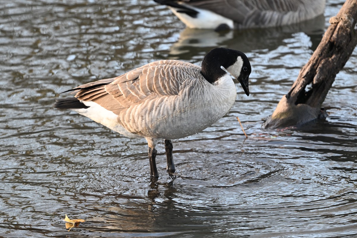 ברנטה קנדית - ML647100768