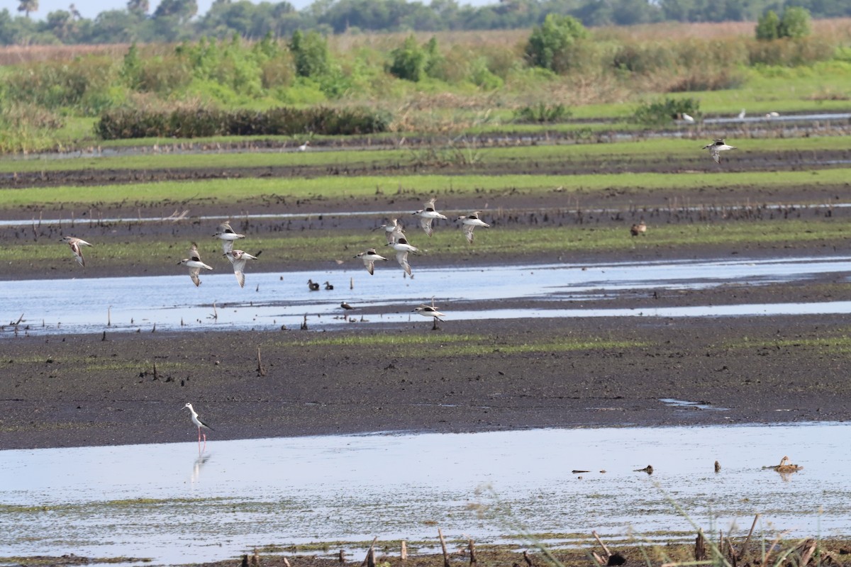 Black-bellied Plover - ML647100771