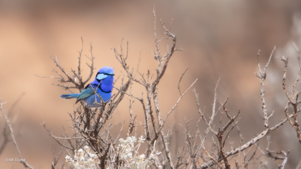 Splendid Fairywren - ML647100777