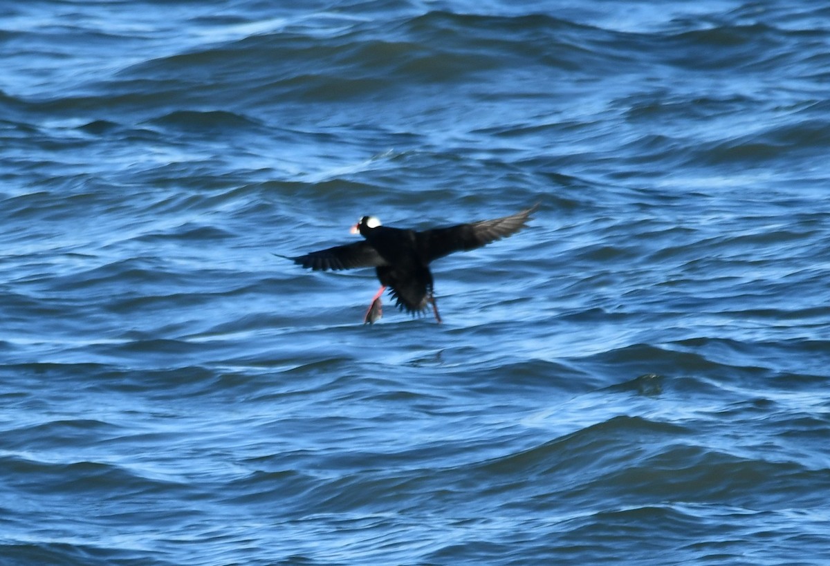 brilleand - ML647100778