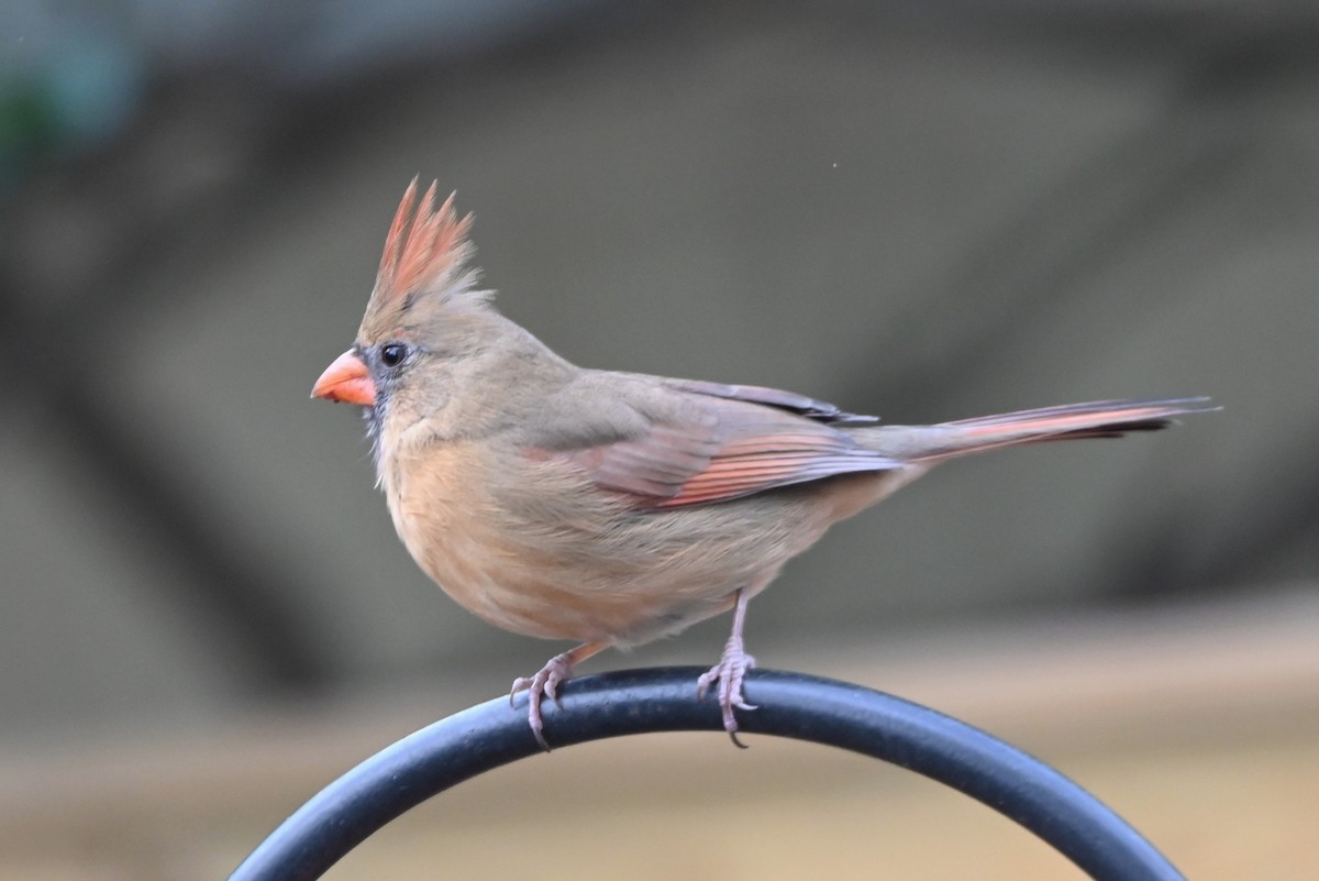 Northern Cardinal - ML647100779