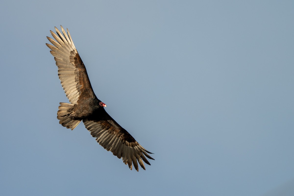 Turkey Vulture - ML647100802