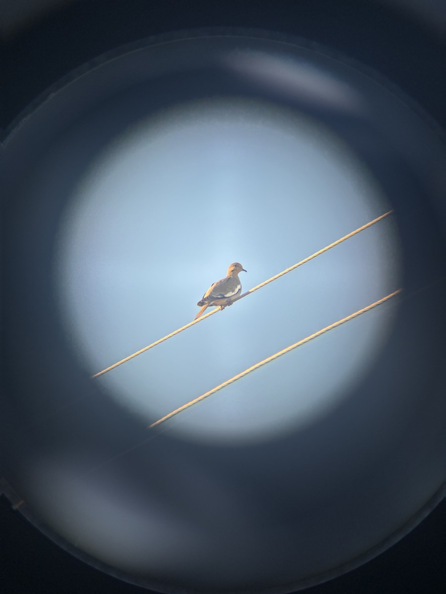 White-winged Dove - ML647100806