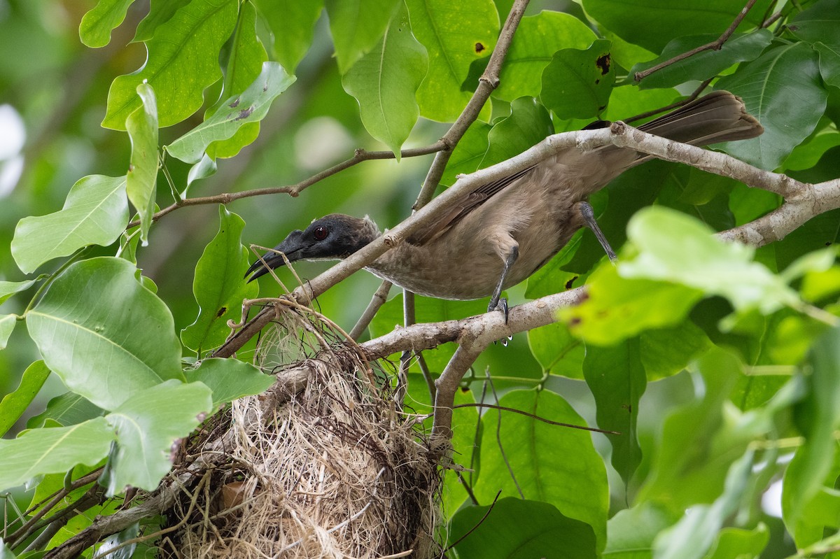 Helmlederkopf (novaeguineae) - ML647100807