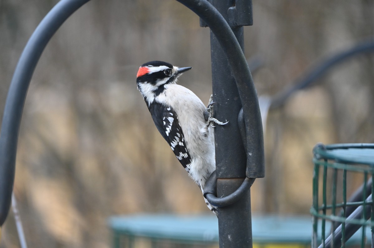 Downy Woodpecker - ML647100808