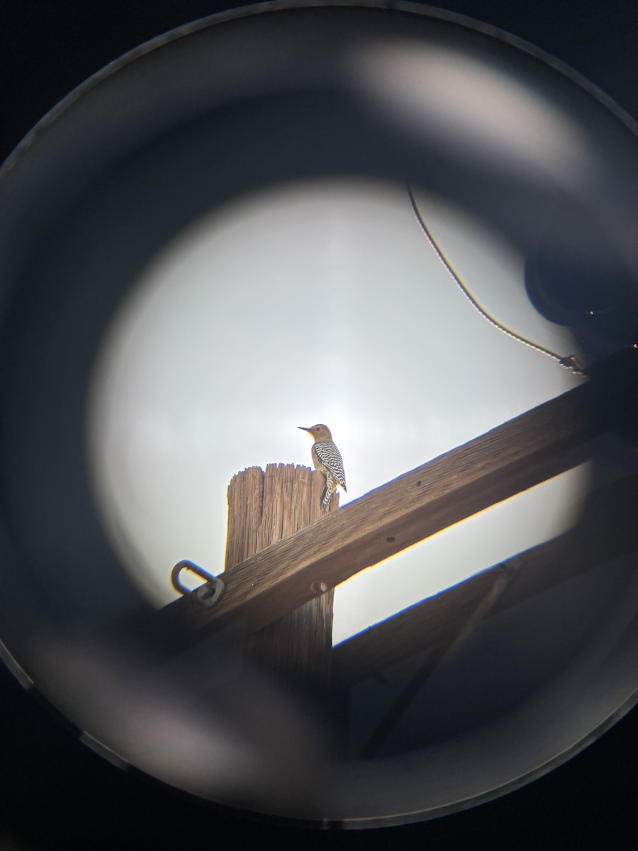 Gila Woodpecker - ML647100809