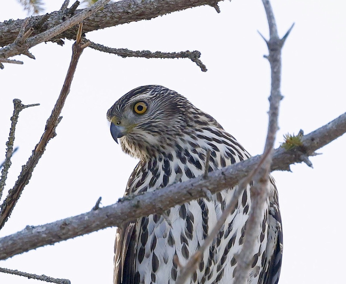 American Goshawk - ML647100811
