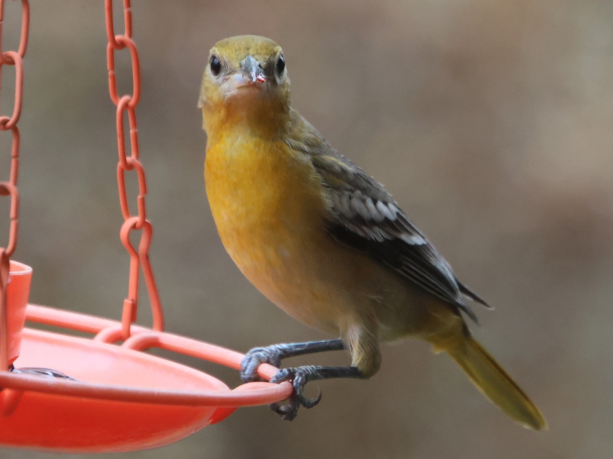 Baltimoretrupial - ML647100812