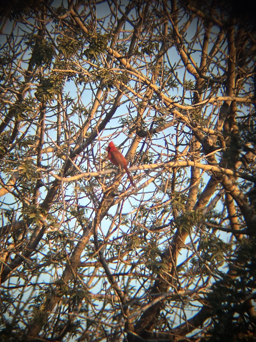 Northern Cardinal - ML647100815