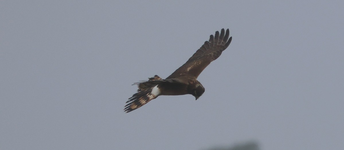 Northern Harrier - ML647100846