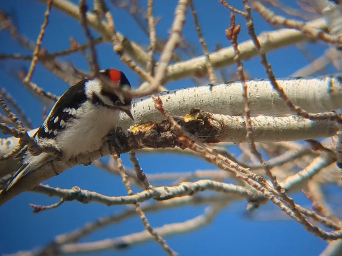 Downy Woodpecker - ML647100847