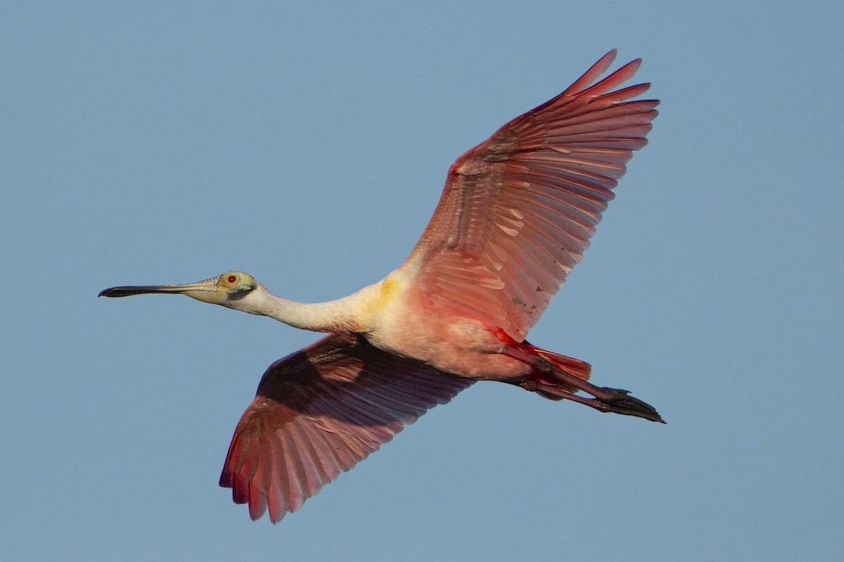 Espátula Rosada - ML647100848