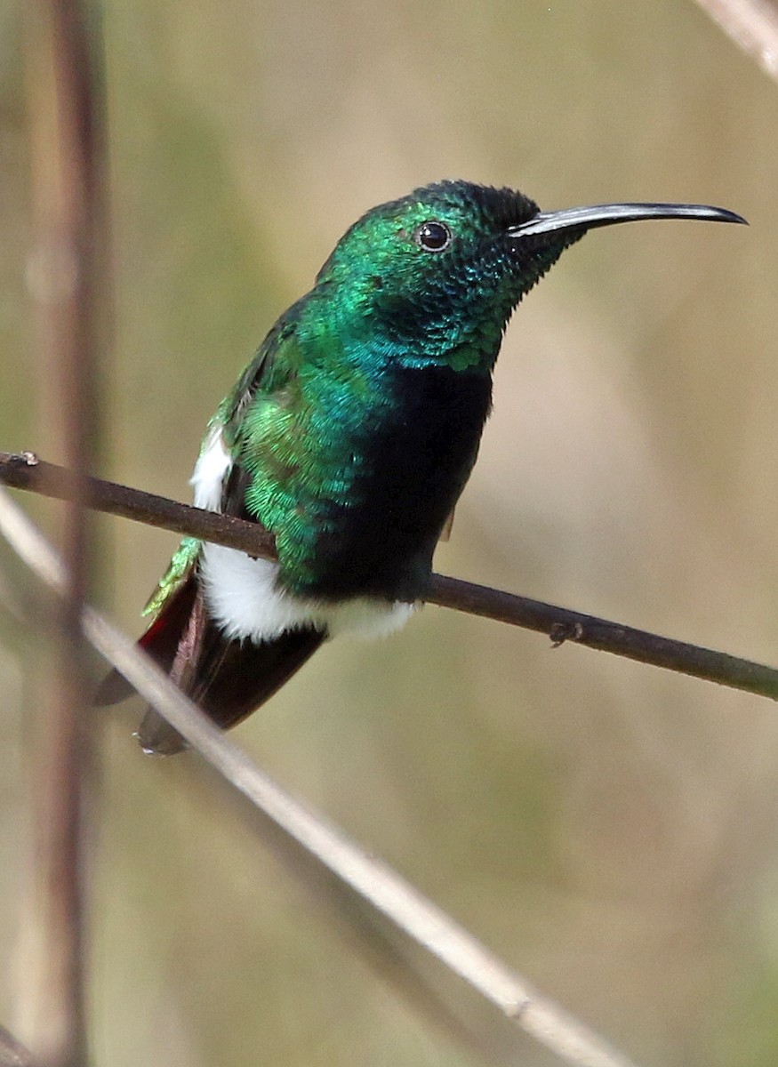 Mango Gorjiverde - ML647100849