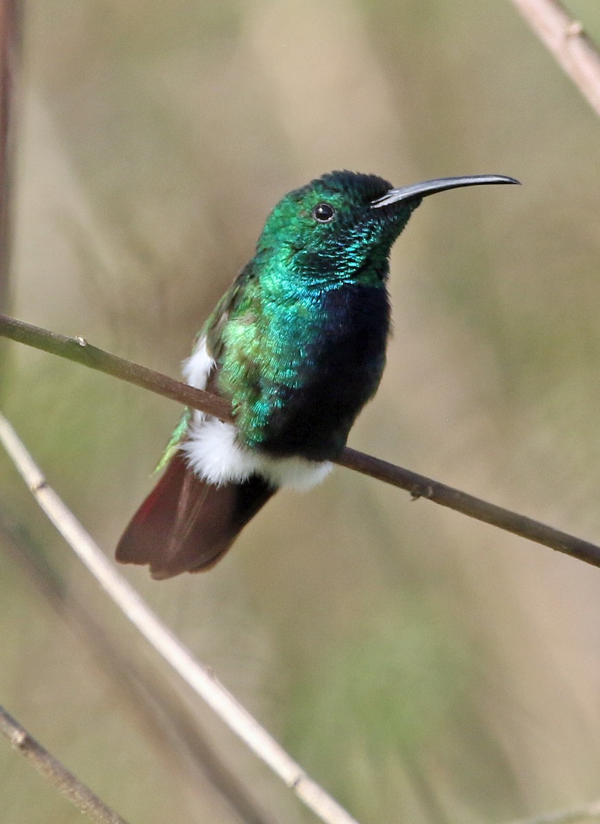 Mango Gorjiverde - ML647100850