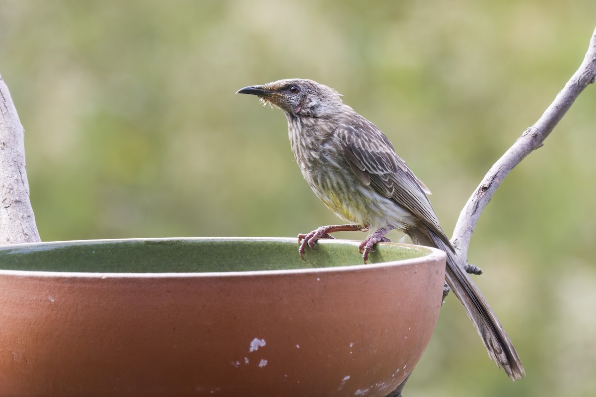 Mielero Carunculado - ML647100851