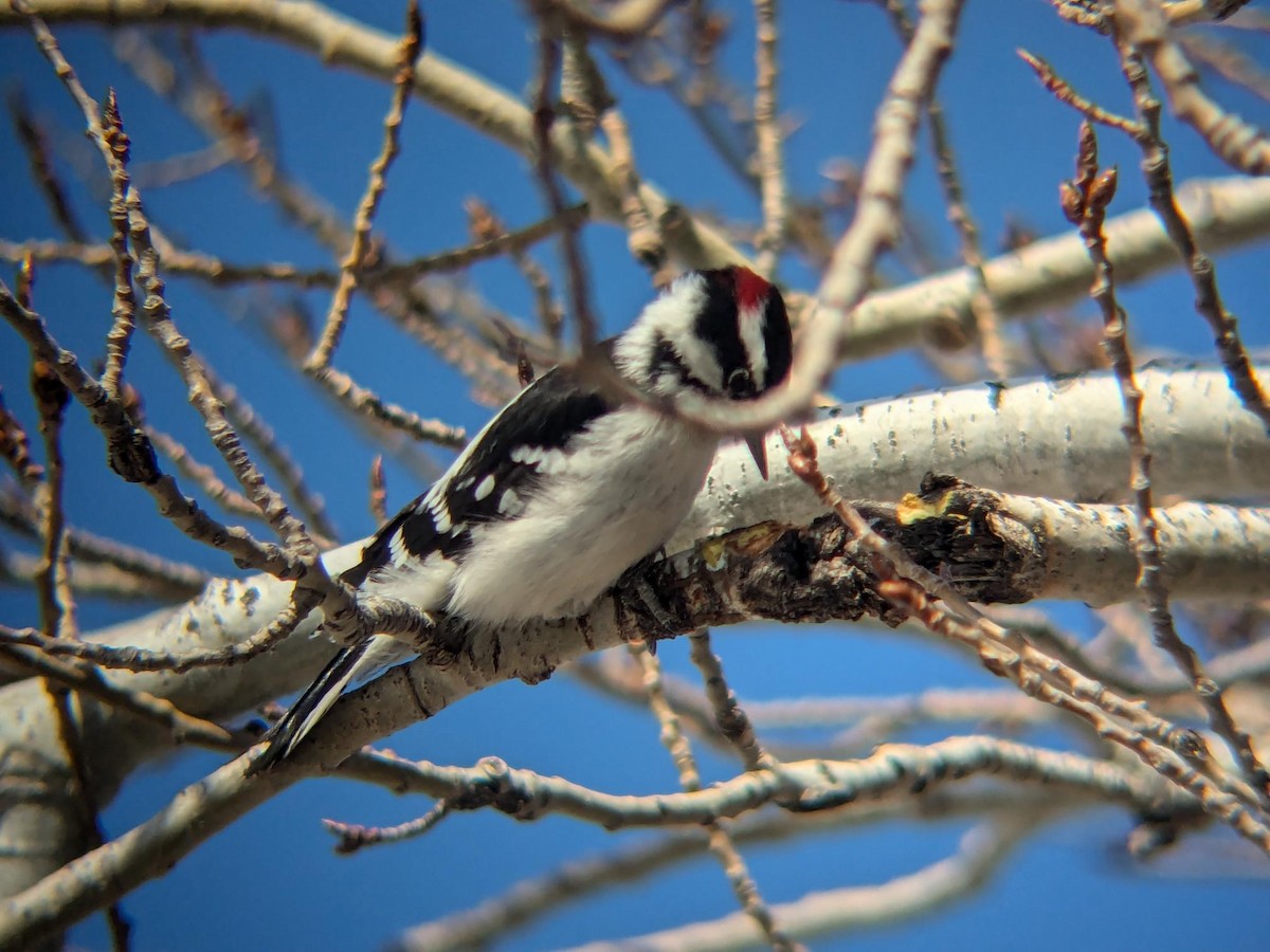 Pico Pubescente - ML647100854
